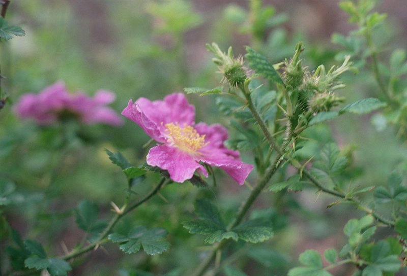 Spinosissima, rugosa, Gallica и их гибриды