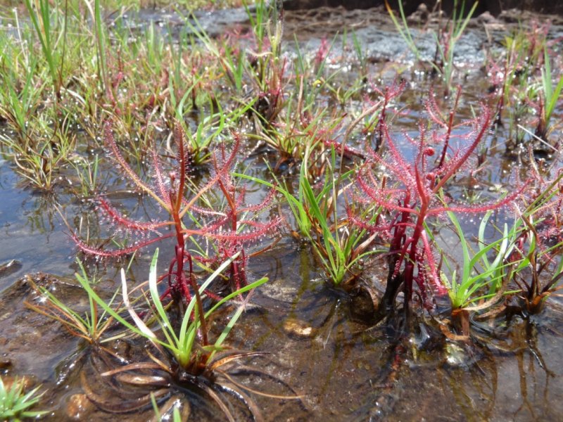 Dichapetalum cymosum что за растение