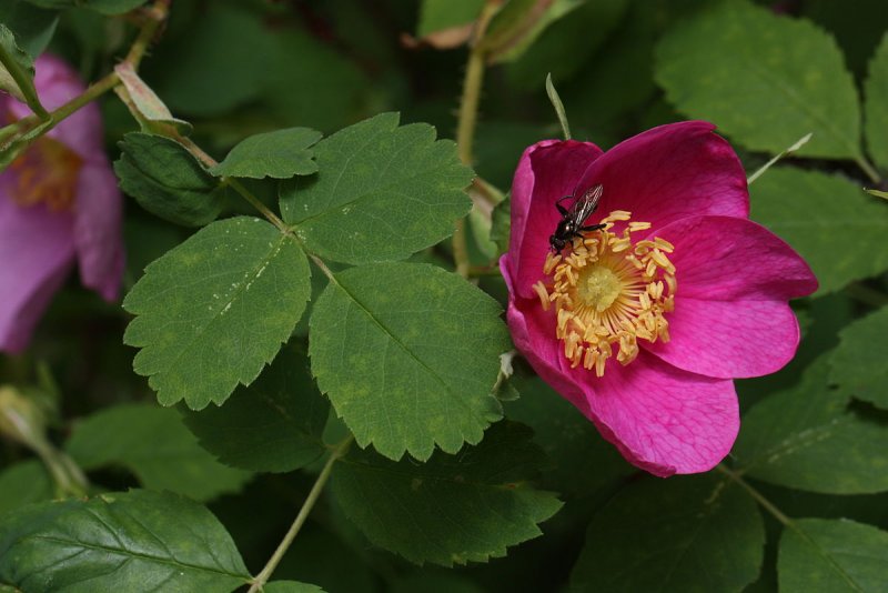 Rosa acicularis шиповник иглистый