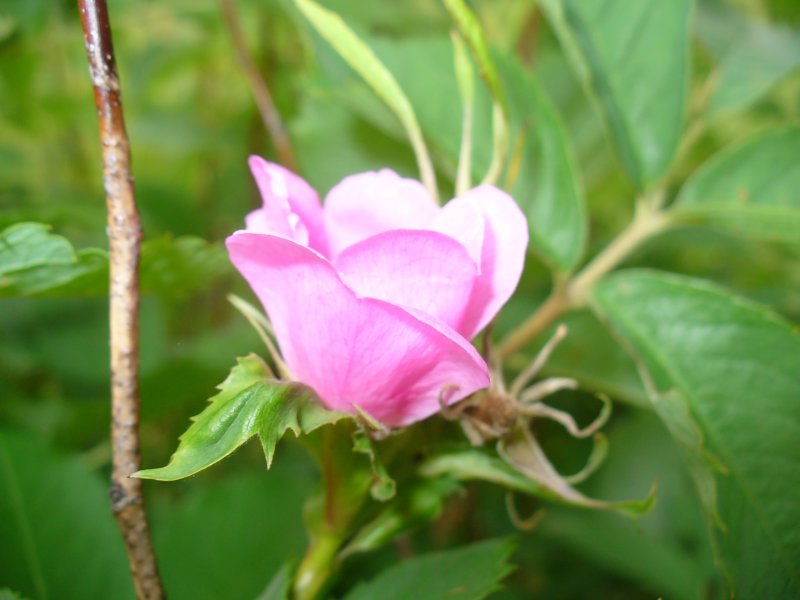 Rosaceae семейство