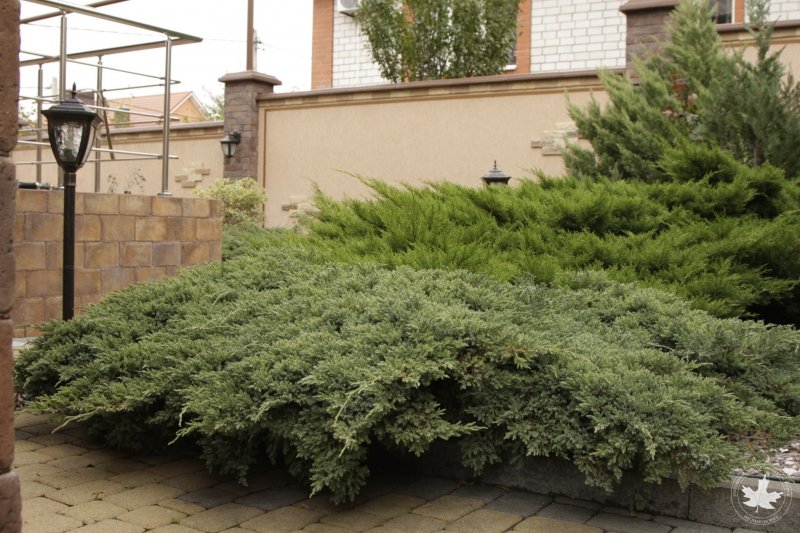 Juniperus Media Mint Julep