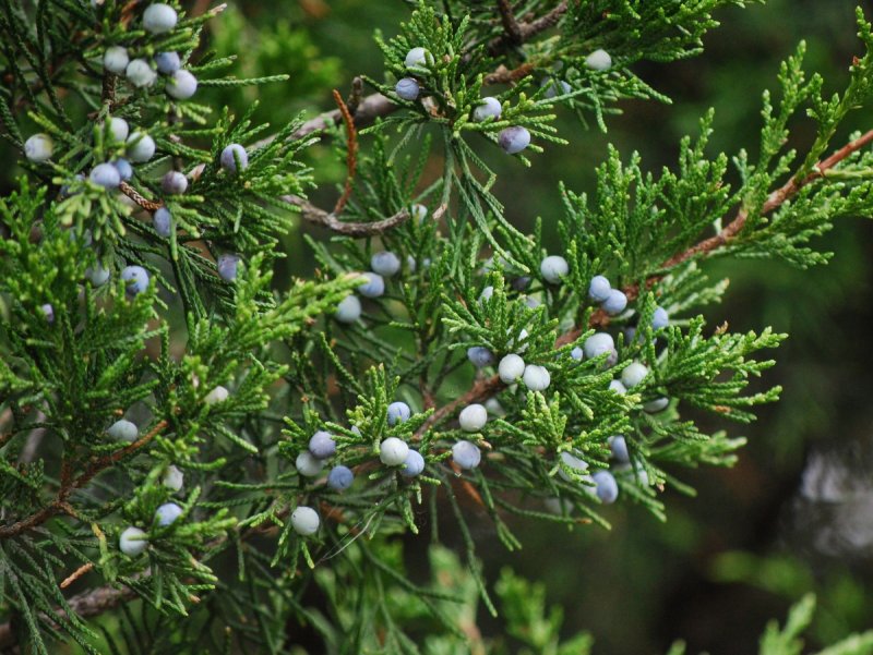 Juniperus virginiana 'Izabelin'