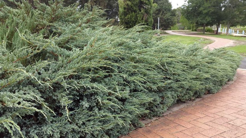 Можжевельник Прибрежный (Juniperus conferta)