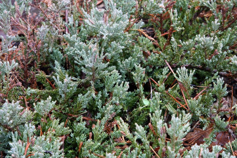 Juniperus horizontalis Hughes