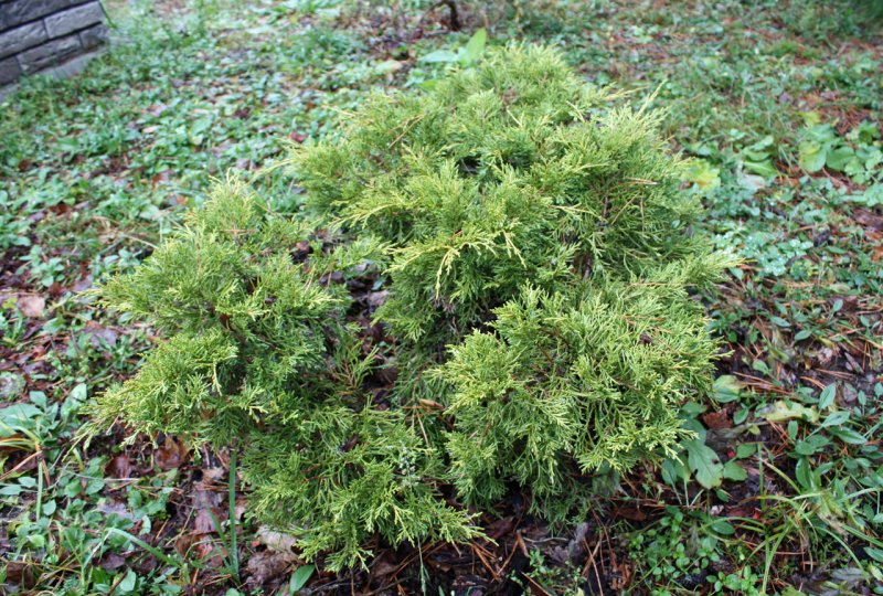 Juniperus horizontalis 'Yukon Belle'
