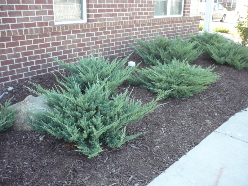 Juniperus procumbens Kishiogima