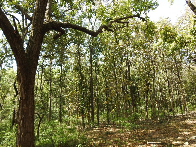 Shorea robusta дерево
