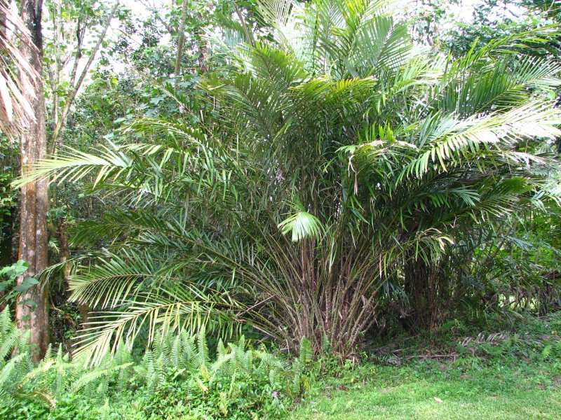 Сал (Shorea robusta)