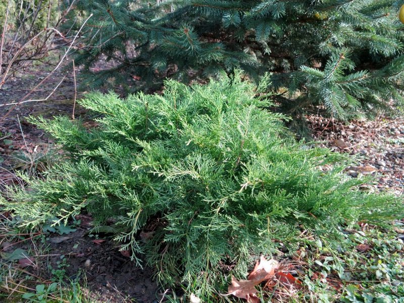 Можжевельник pfitzeriana glauca