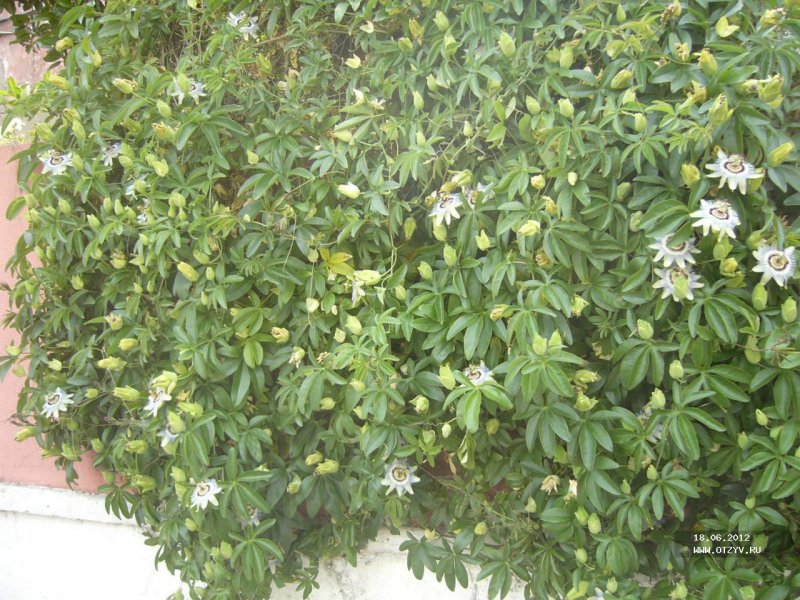 Курупита гвианская (лат. Couroupita guianensis)