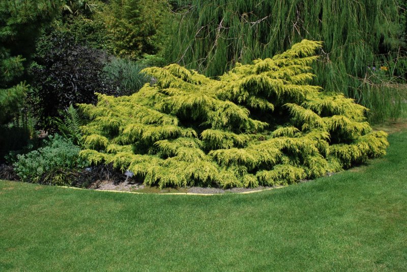 Juniperus chinensis Kuriwao Gold