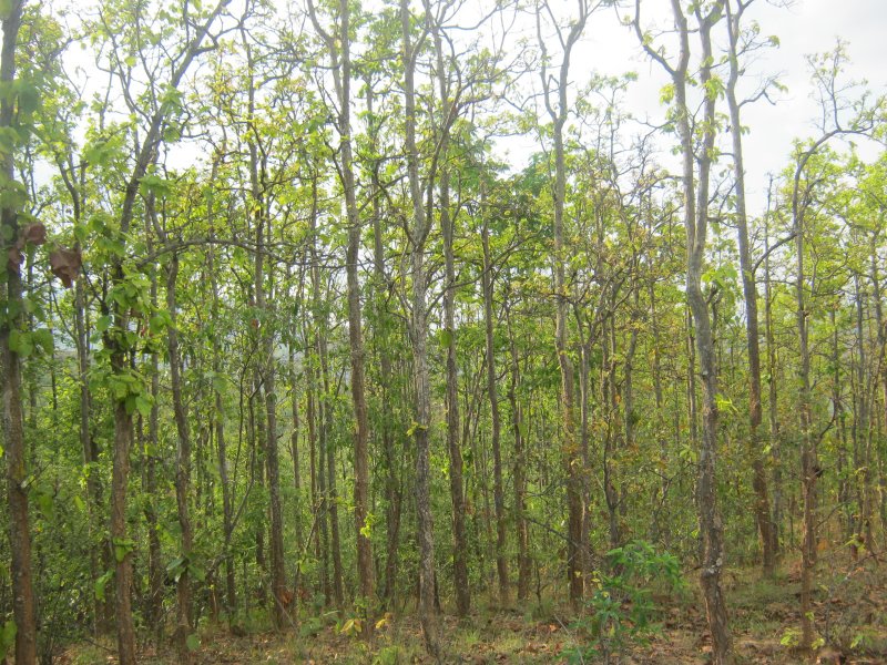 Сал (Shorea robusta)