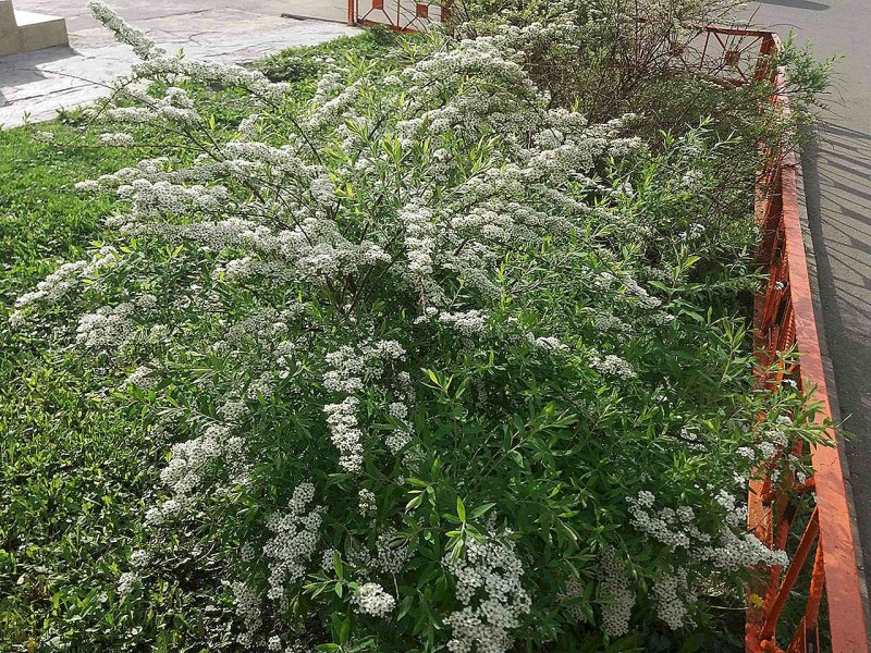 Хвойник Федченко