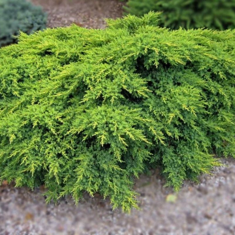 Juniperus x pfitzeriana old Gold