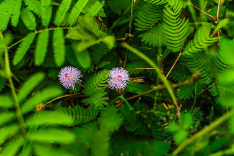 Сал (Shorea robusta)