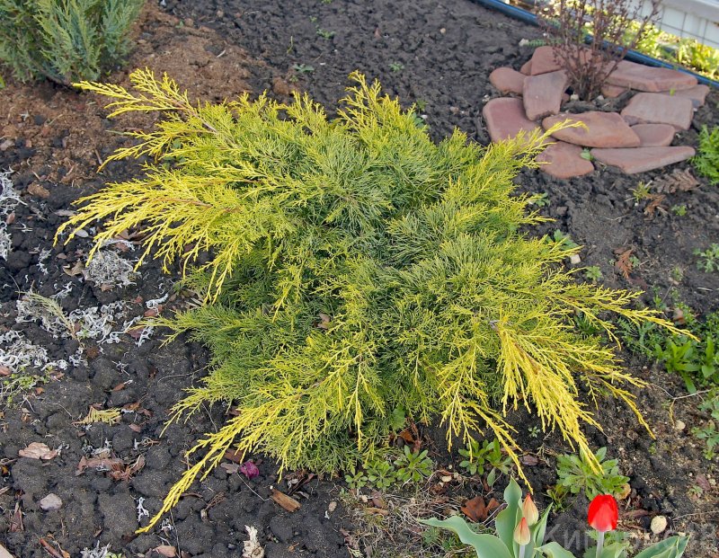 Можжевельник Goldkissen