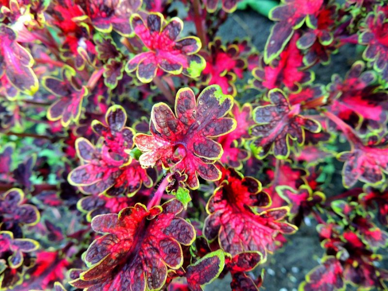 Колеус Coleus Combat
