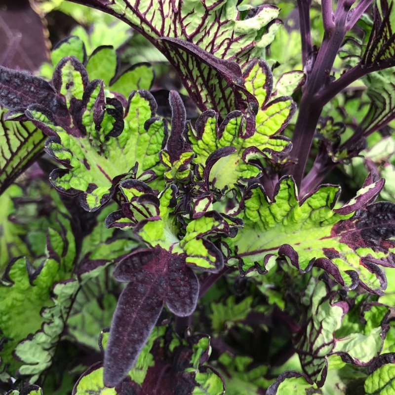 Колеус Coleus 'Rodeo Drive