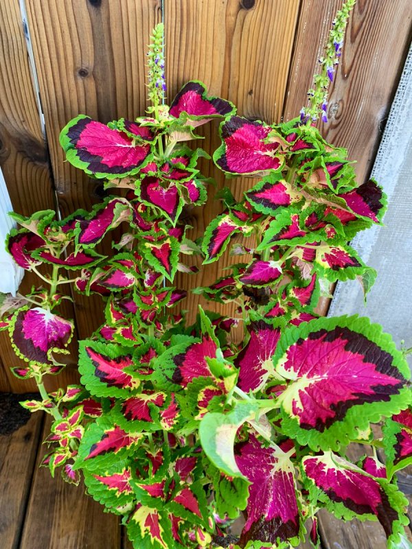 Колеус Coleus Combat