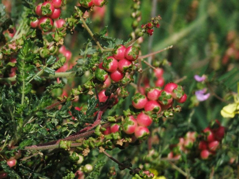 Карлина Колючник безстебельная SSP. Simplexcarlina acaulis SSP. Simplex