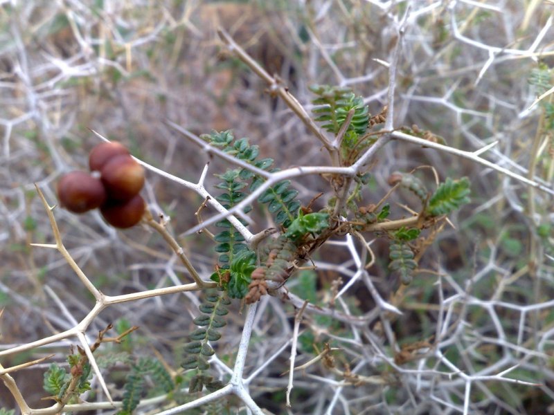 Myrtus communis плоды