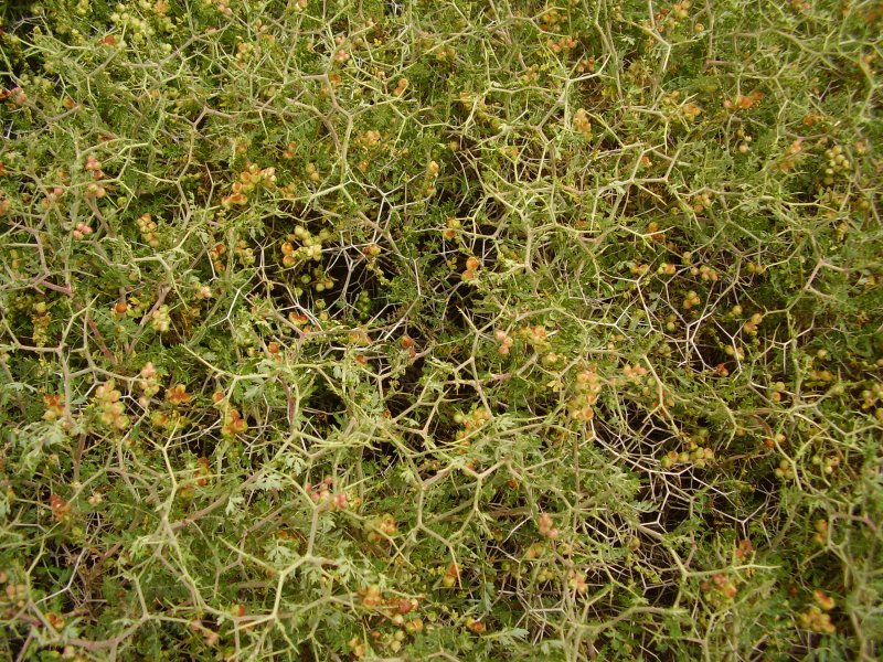 Triptilion spinosum