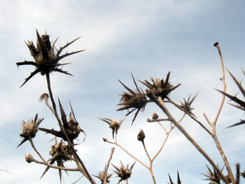 Курчавка шиповатая Atraphaxis spinosa l.