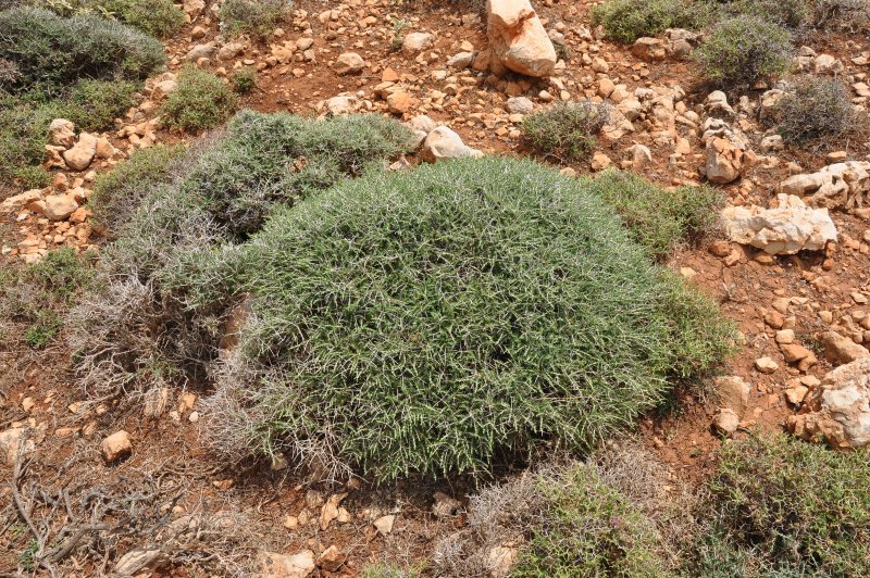 Poterium spinosum