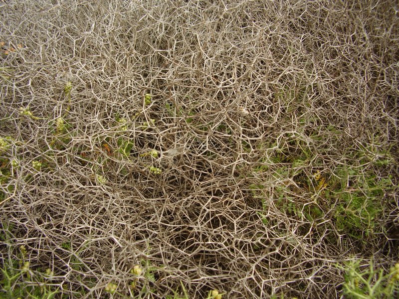 Sarcopoterium spinosum