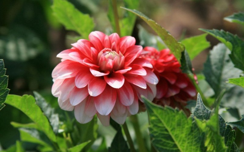 Dahlia Mick's Peppermint
