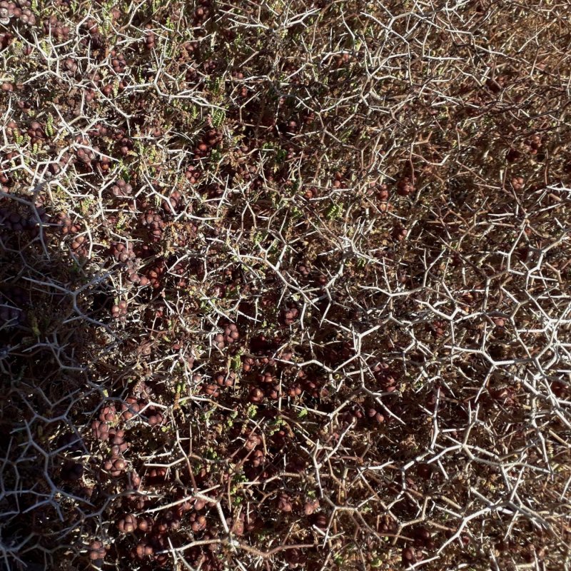 Poterium spinosum