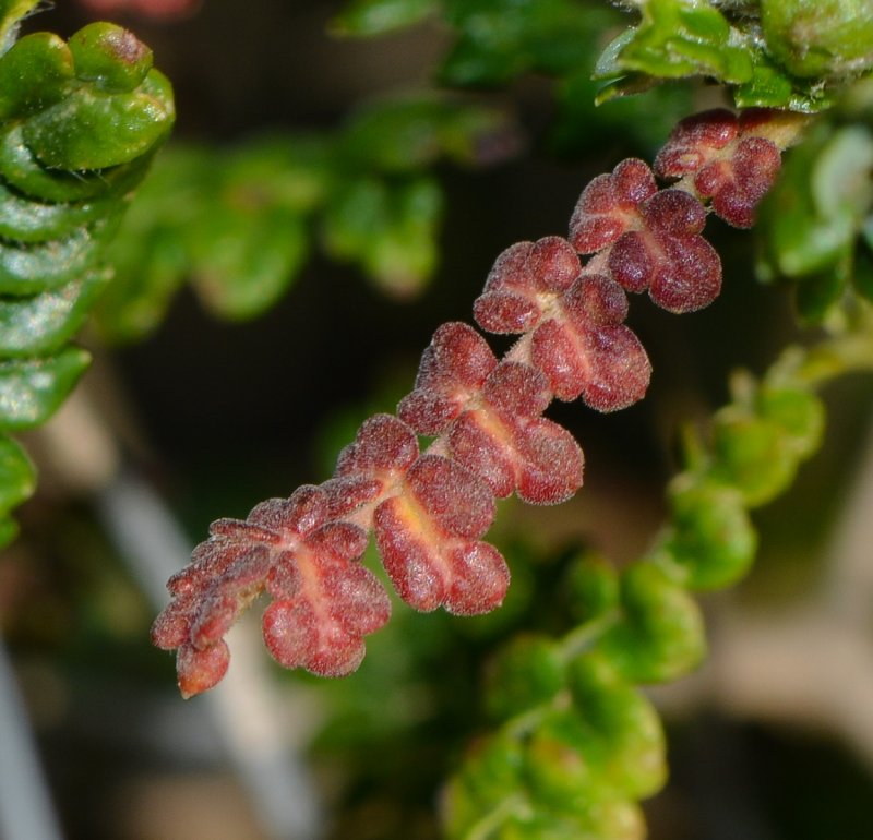 Poterium spinosum