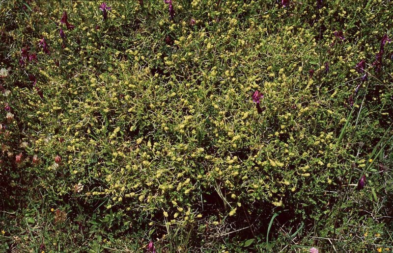 Sarcopoterium spinosum (l.) Spach