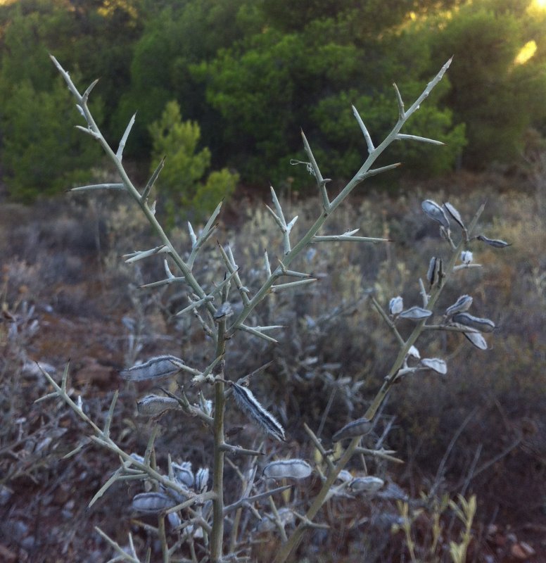 Sarcopoterium spinosum