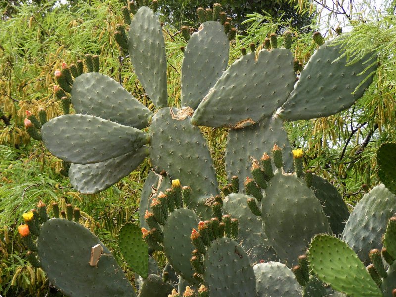 Sarcopoterium spinosum (l.) Spach