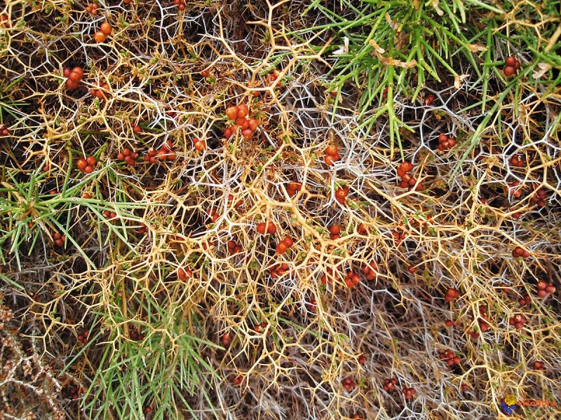 Sarcopoterium spinosum