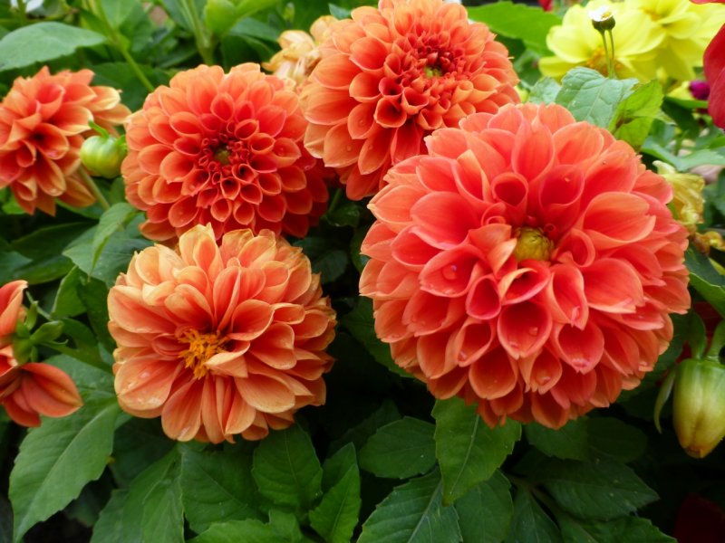 Георгины Dahlia Mix