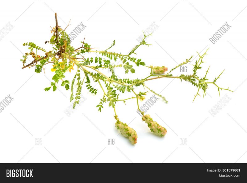 Sarcopoterium spinosum