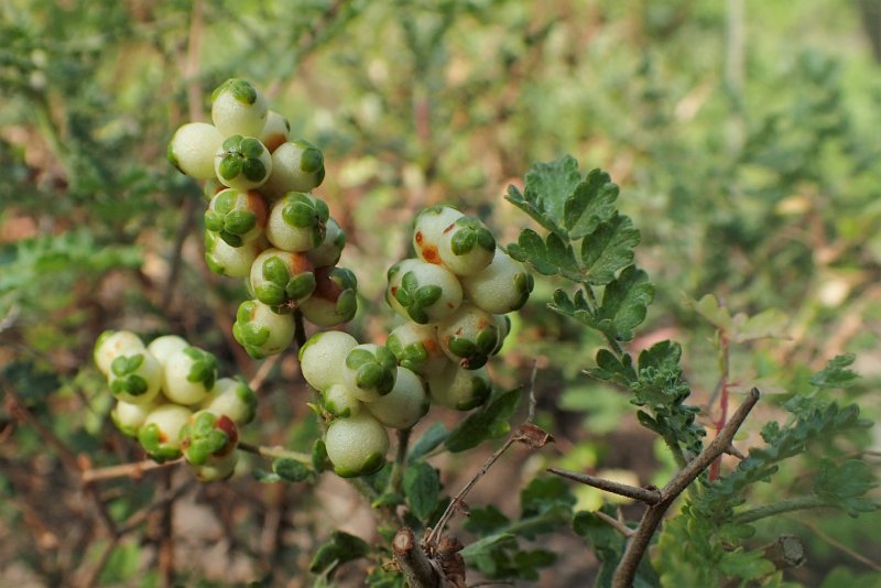 Lycium spinosum. Шипы
