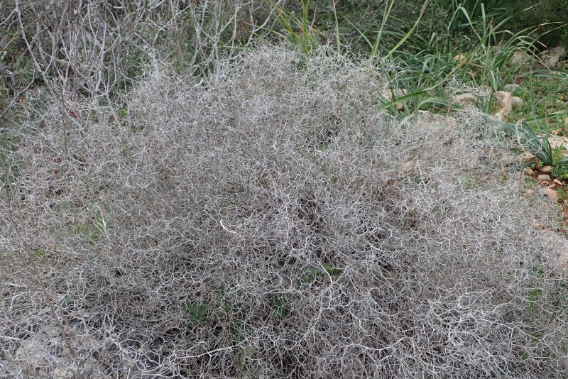 Курай Orostachys spinosa