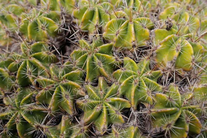 Spinosum