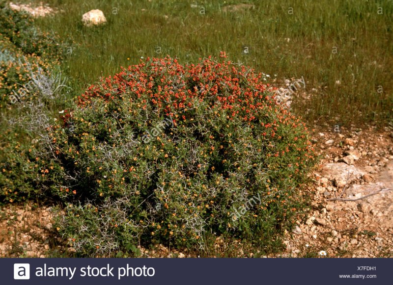 Ziziphus abyssinica