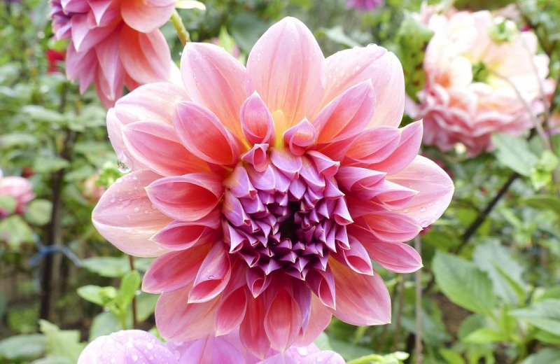 Георгин Dahlia Tirza