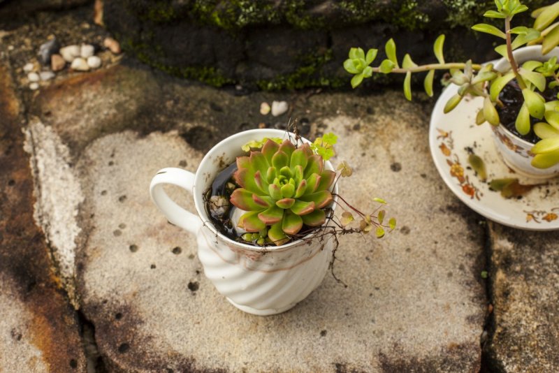 Succulent Potted Plants at Night