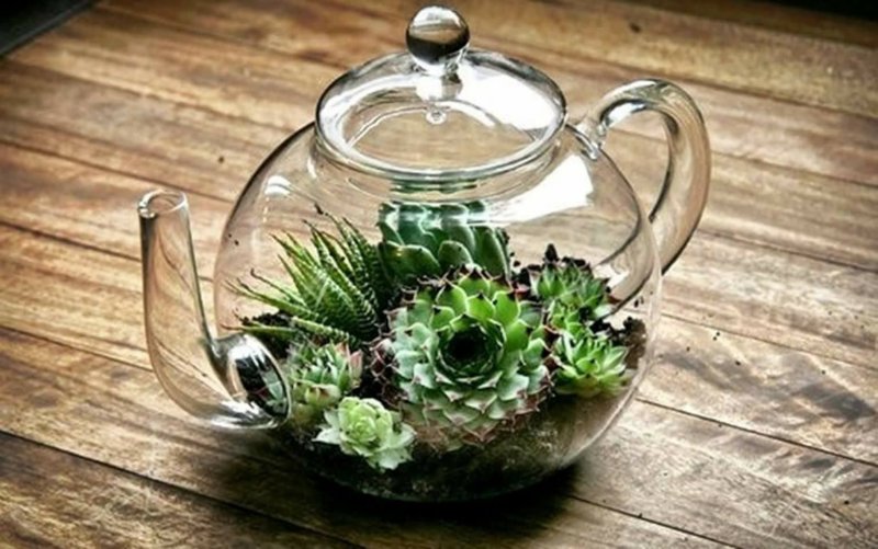 Чай Суккуленты