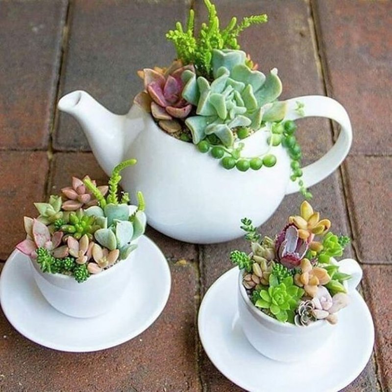 Суккуленты в чайных чашках