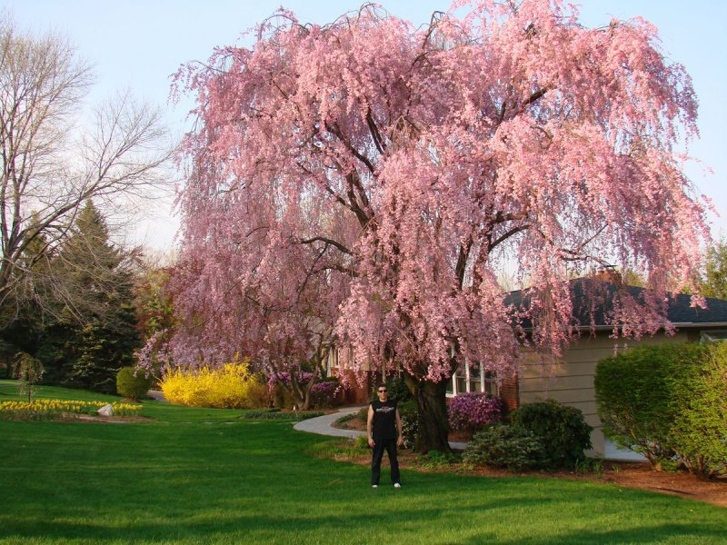 Weeping Cherry