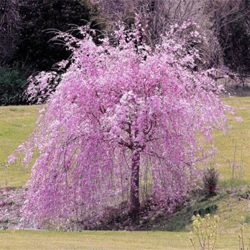 Вишня плакучая `pendula`