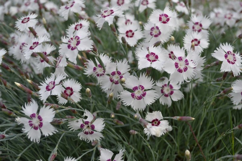 Гвоздика перистая Dianthus plumarius