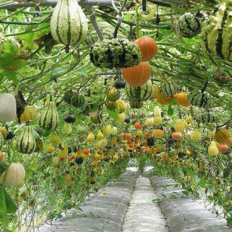 Тыква декоративная сувенир